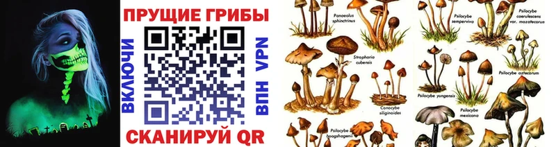 Псилоцибиновые грибы Psilocybine cubensis  блэк спрут tor  Тавда  хочу  